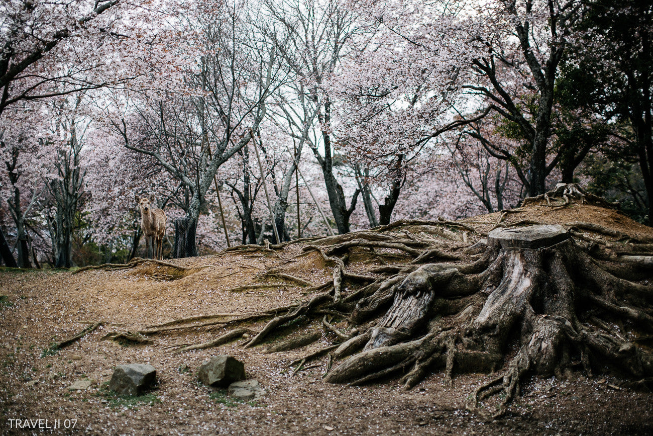 travel, travel photography, lightroom presets, acr presets, adobe lightroom, landscape,